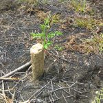 IMG-20170308-WA0048