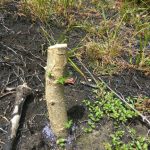 IMG-20170308-WA0055